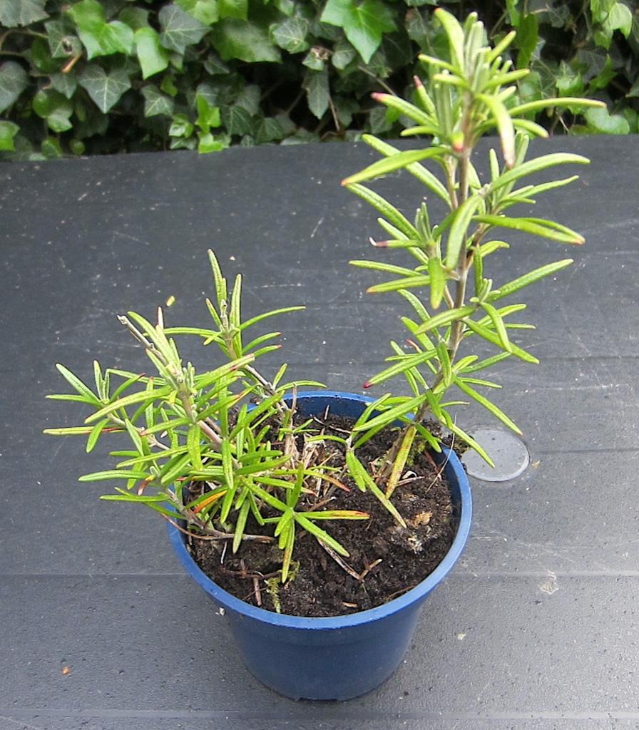 kruiden: Rozemarijn - heerlijk en mooi !, Tuin en Terras, Planten | Tuinplanten, Ophalen, Vaste plant, Halfschaduw, Kruiden