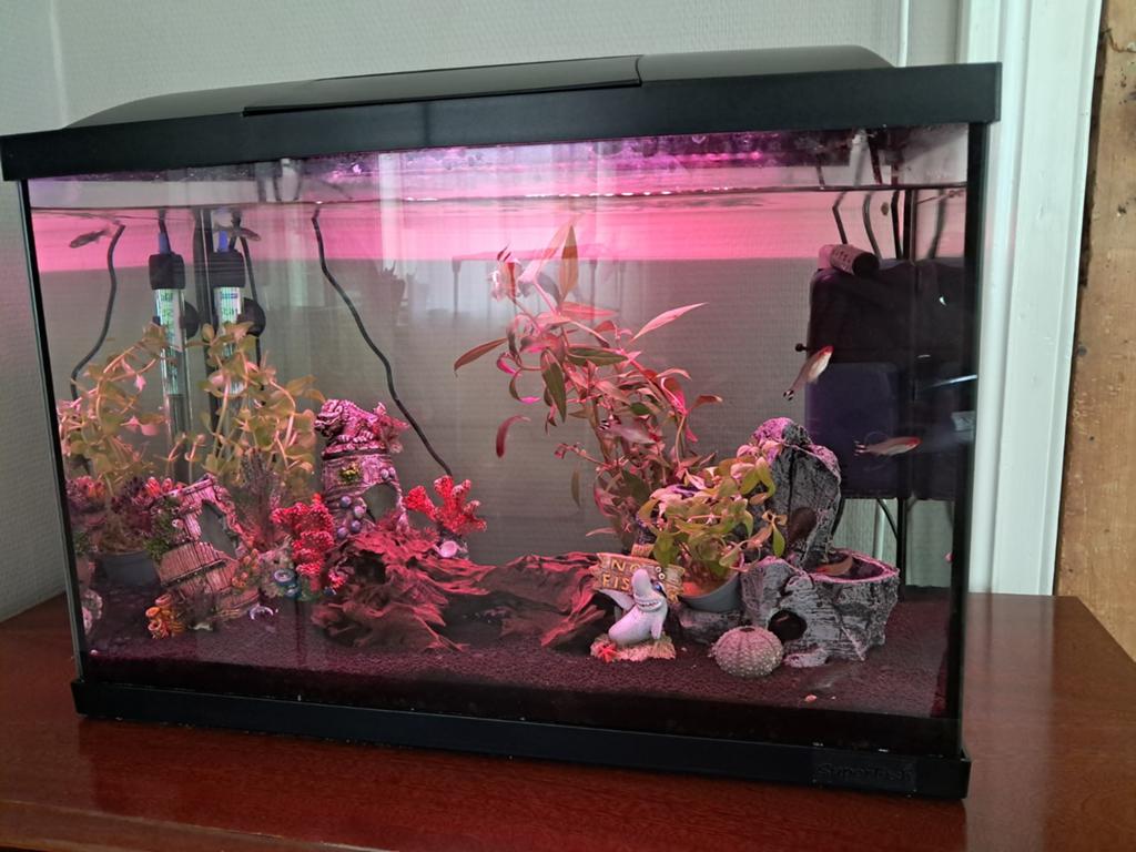 Aquarium, leuk voor beginner!, Ophalen, Gebruikt, Gevuld zoetwateraquarium, Superfish