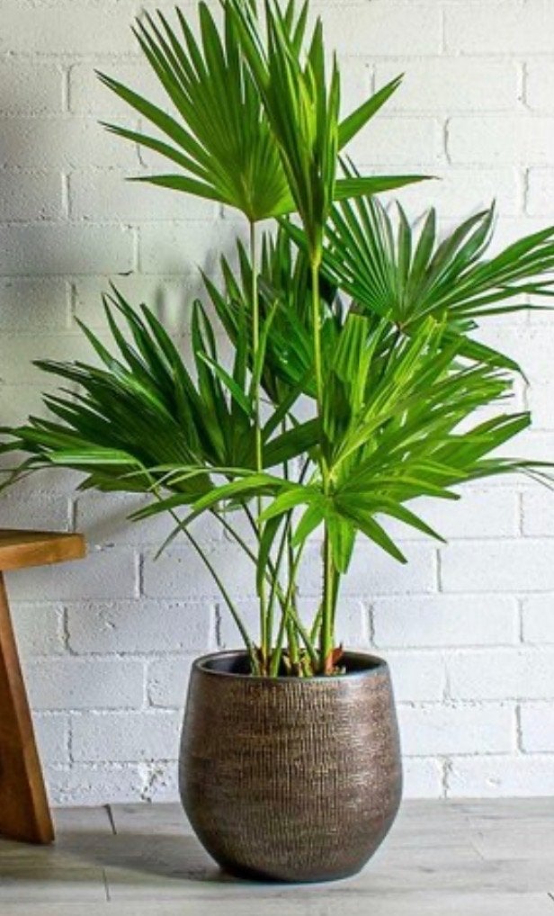 Stijlvolle bloempot, bronskleurig., Gebruikt, Rond, Binnen, Minder dan 40 cm