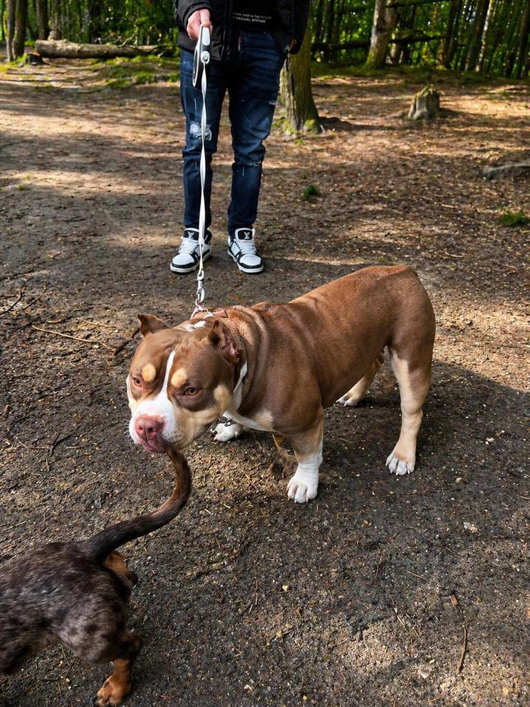 american bully pocket teef, 1 tot 2 jaar, Teef, Parvo, Bulldog