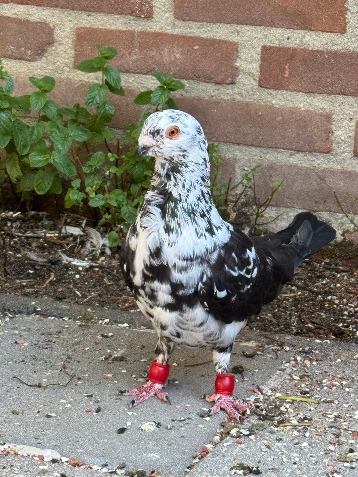Sierduiven doffer, Dieren en Toebehoren, Vogels | Duiven, Mannelijk, Kropper