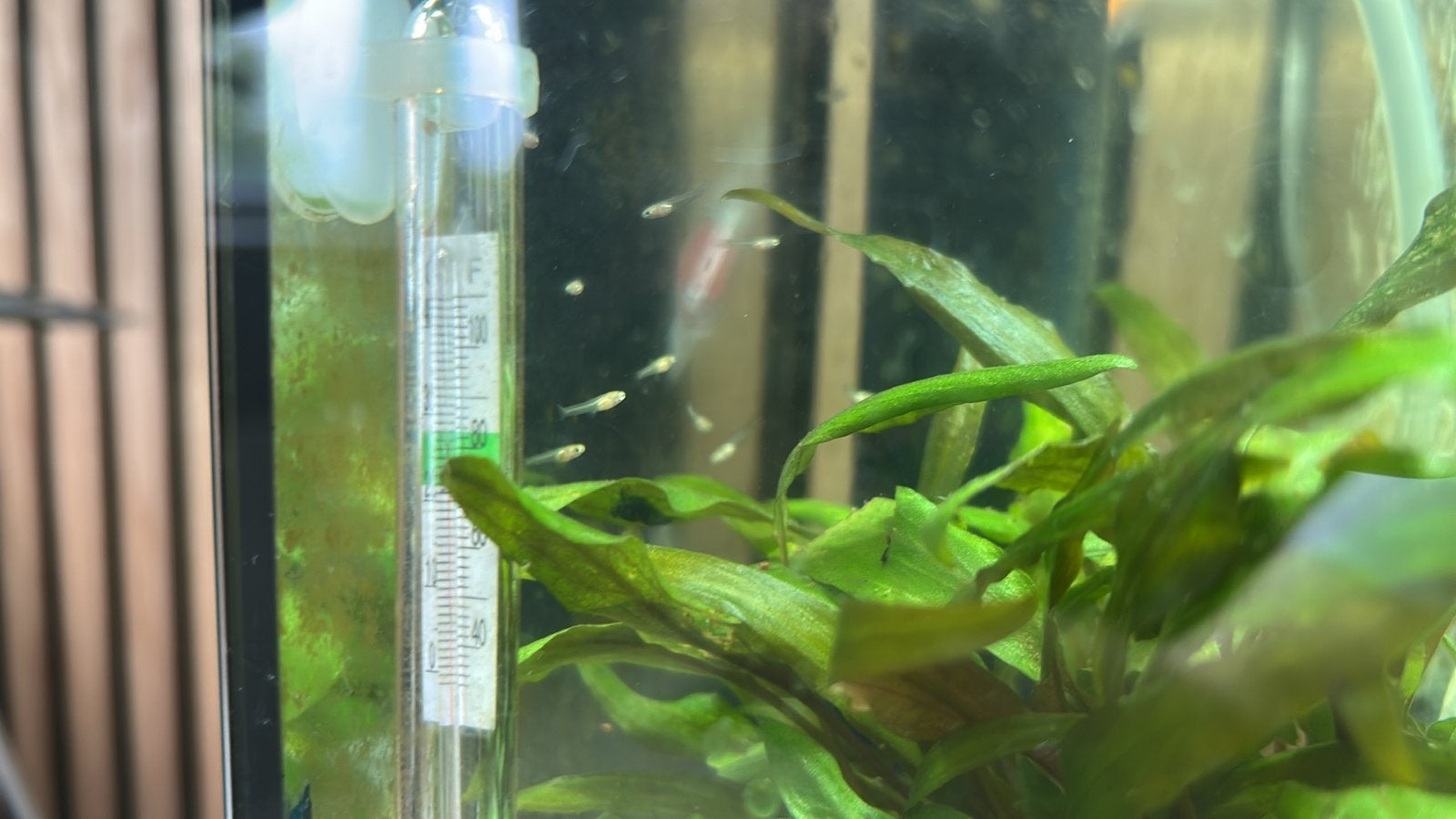 Baby guppies, Vis