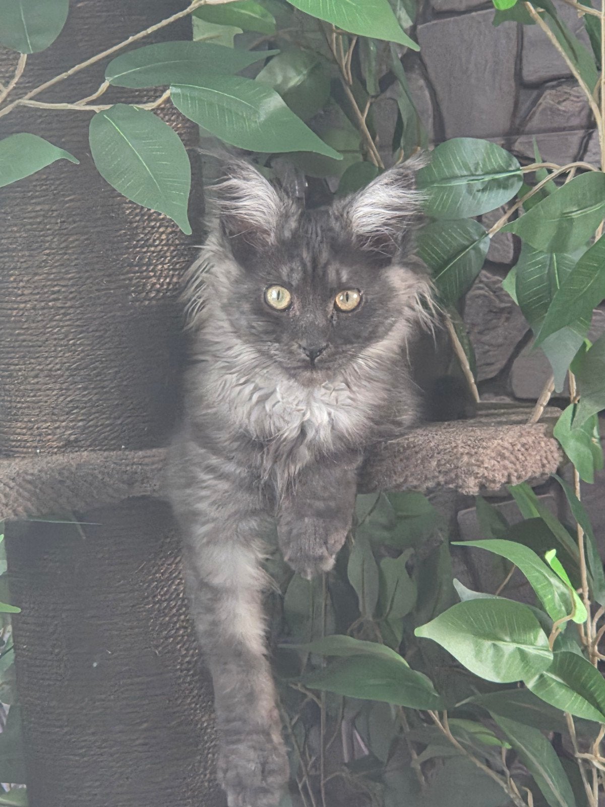 Maine Coon, Poes, 0 tot 2 jaar