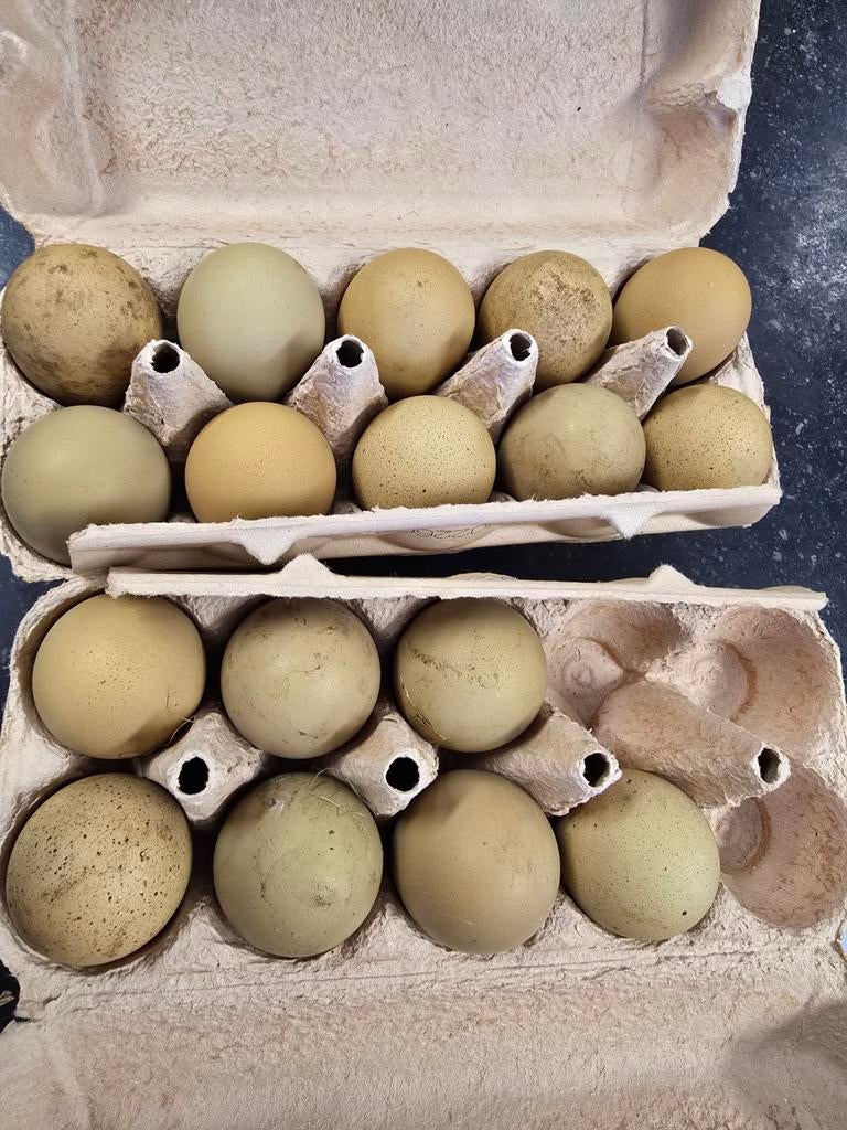 Groenlegger broed eieren, Dieren en Toebehoren, Pluimvee, Kip