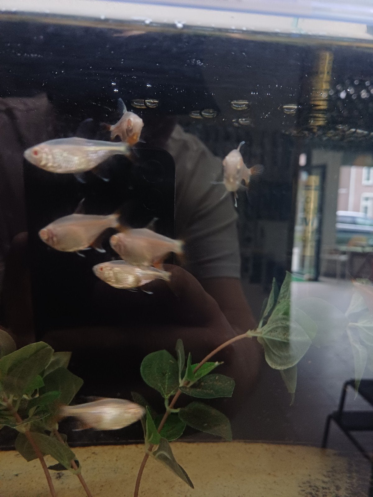 Albino tetras