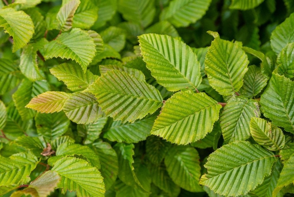 Haagbeuk - Carpinus Betulus - potgekweekte haagplanten, Verzenden, Haagbeuk, Haag, 100 tot 250 cm