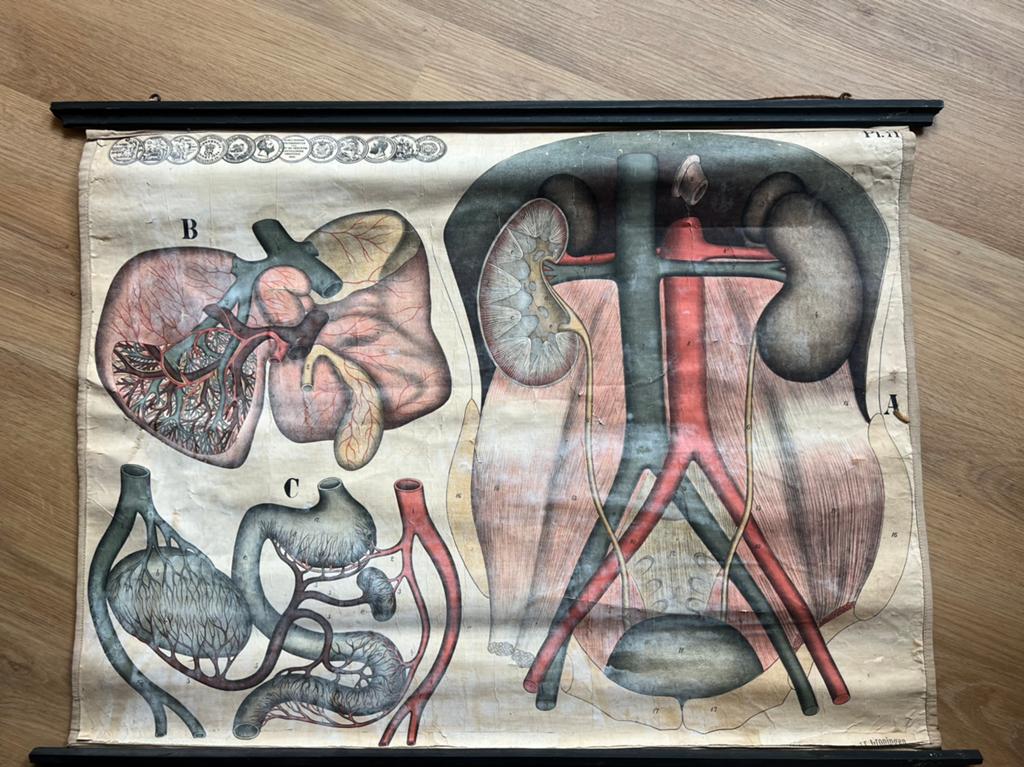 Schoolplaat anatomie, Ophalen, Natuur en Biologie