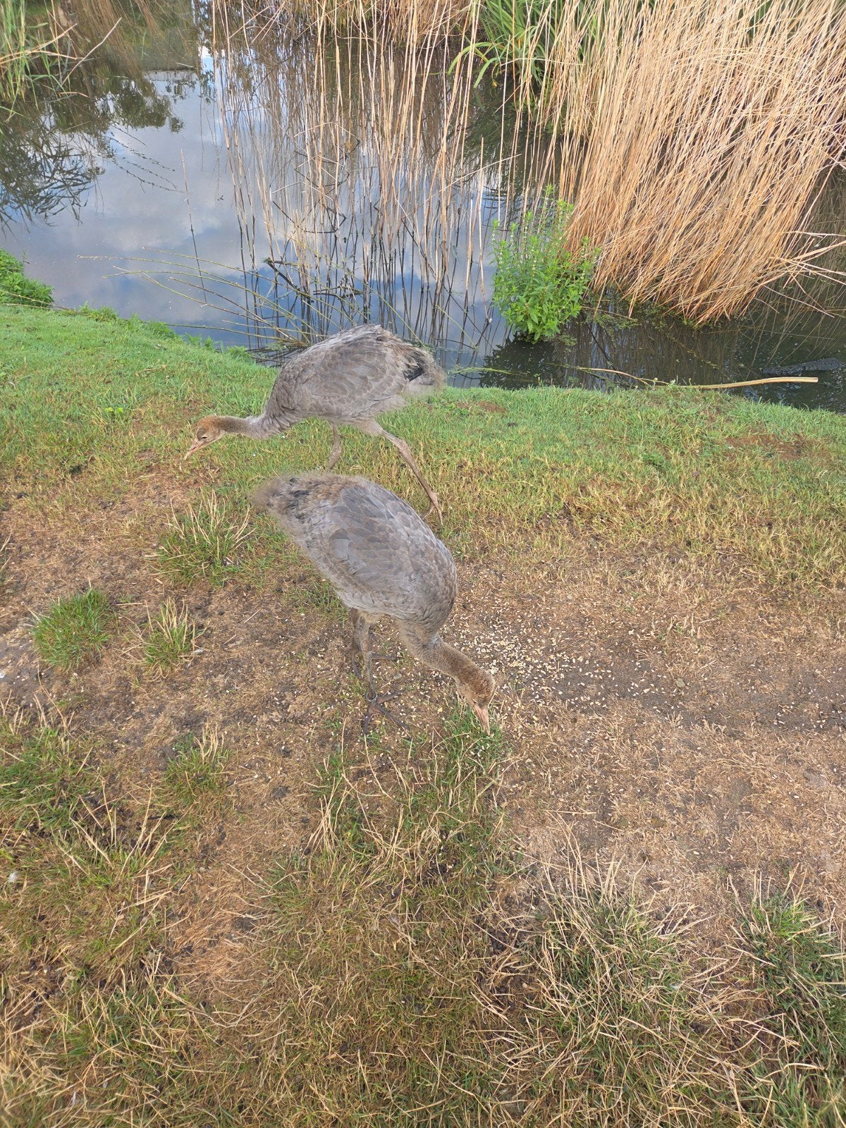 Europese kraanvogel, Vrouwelijk, Overige soorten