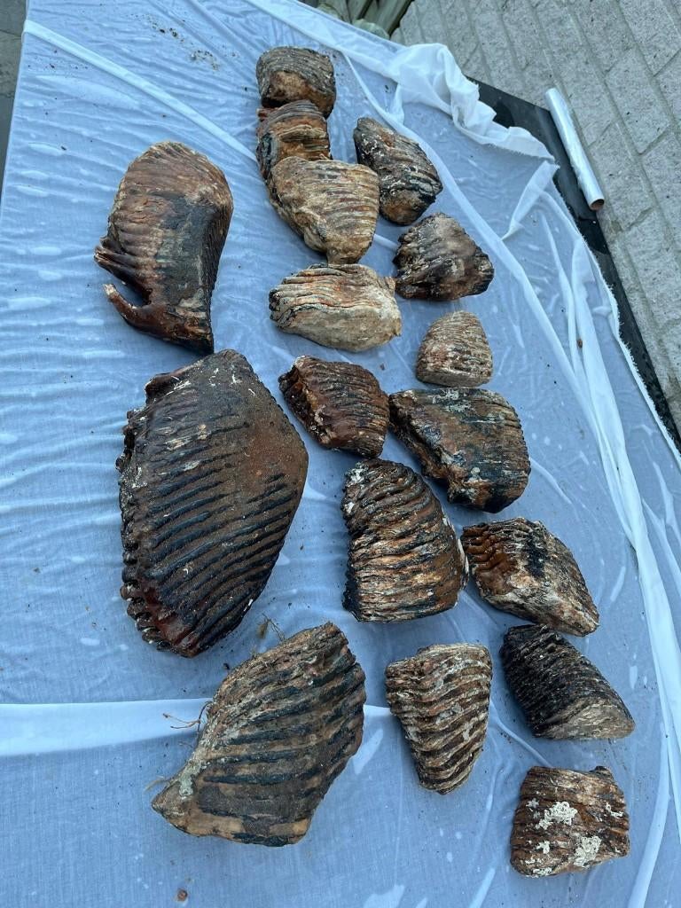Mammoet fossiel bot kies noordzee, Verzamelen, Ophalen, Fossiel