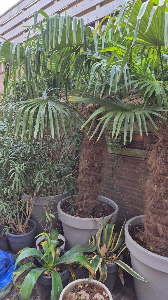 Winterharde Palmen voor buiten, Tuin en Terras, Planten | Bomen, 100 tot 250 cm, Zomer, Palmboom, Ophalen