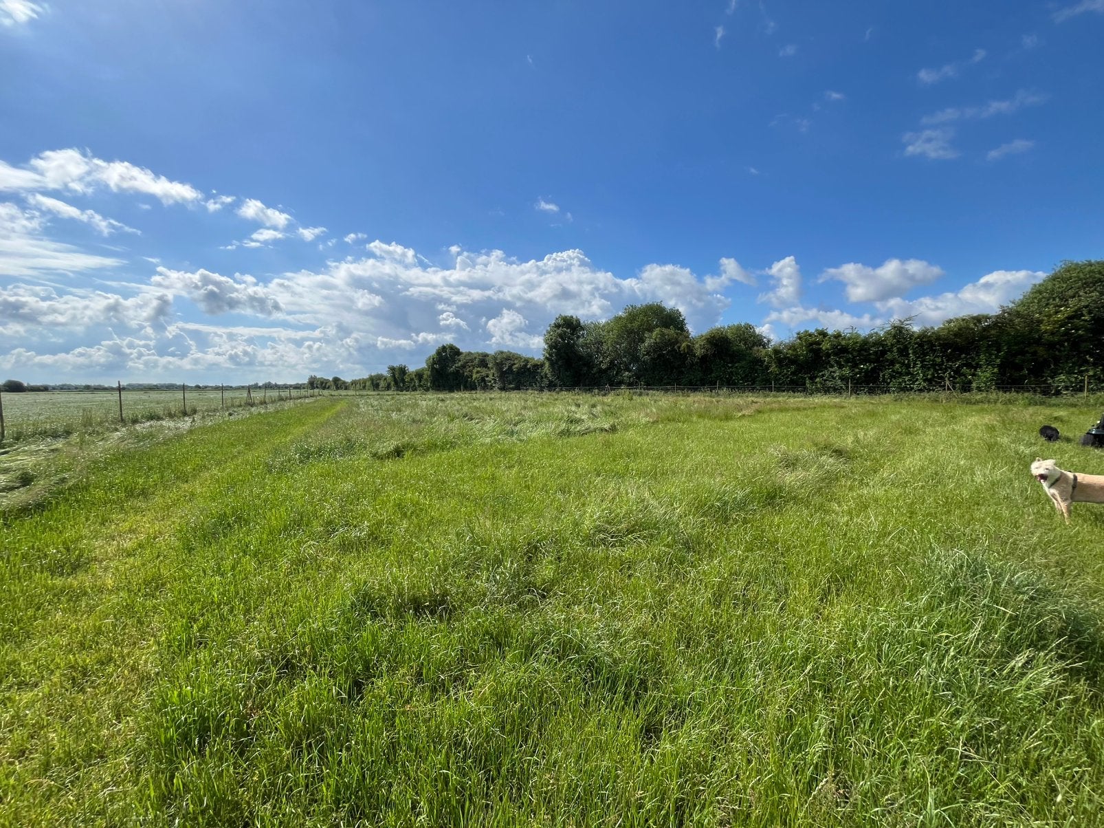 Gemaaid gras, Ophalen, 20 m² of meer, Gras