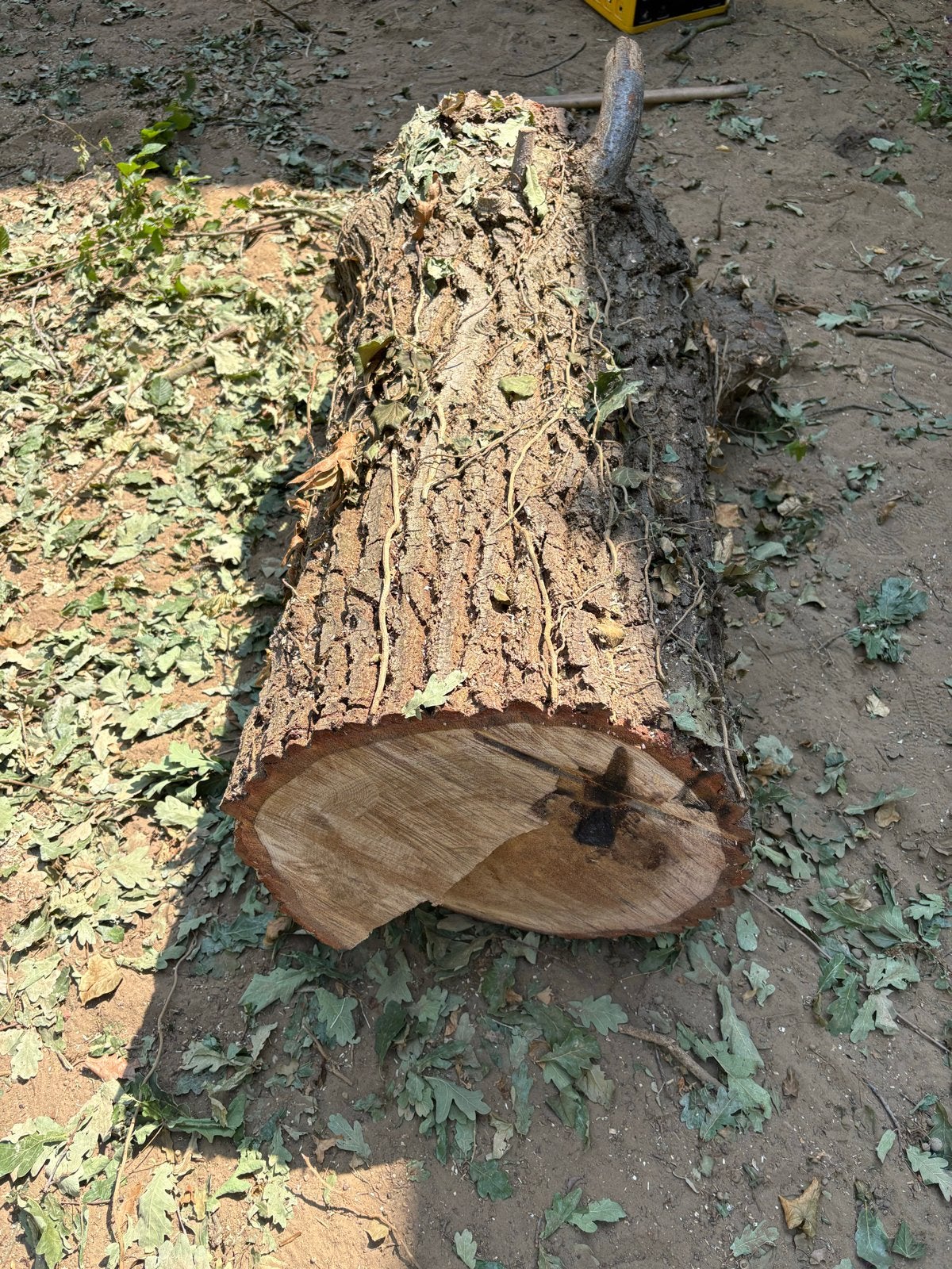 Grote Eiken Boomstamen (3) voor Houtbewerking of Decoratie, Doe-het-zelf en Verbouw, Hout en Planken, Ophalen, Gebruikt, Eiken