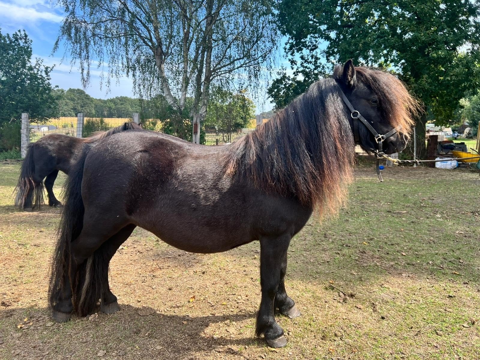Twee stamboek Shetland merries, Merrie, Met stamboom, Zadelmak, A pony (tot 1.17m)
