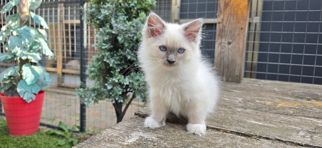 Ragdoll blue point mitted katertje te koop, Dieren en Toebehoren, Katten en Kittens | Raskatten | Langhaar, Kater, Met stamboom