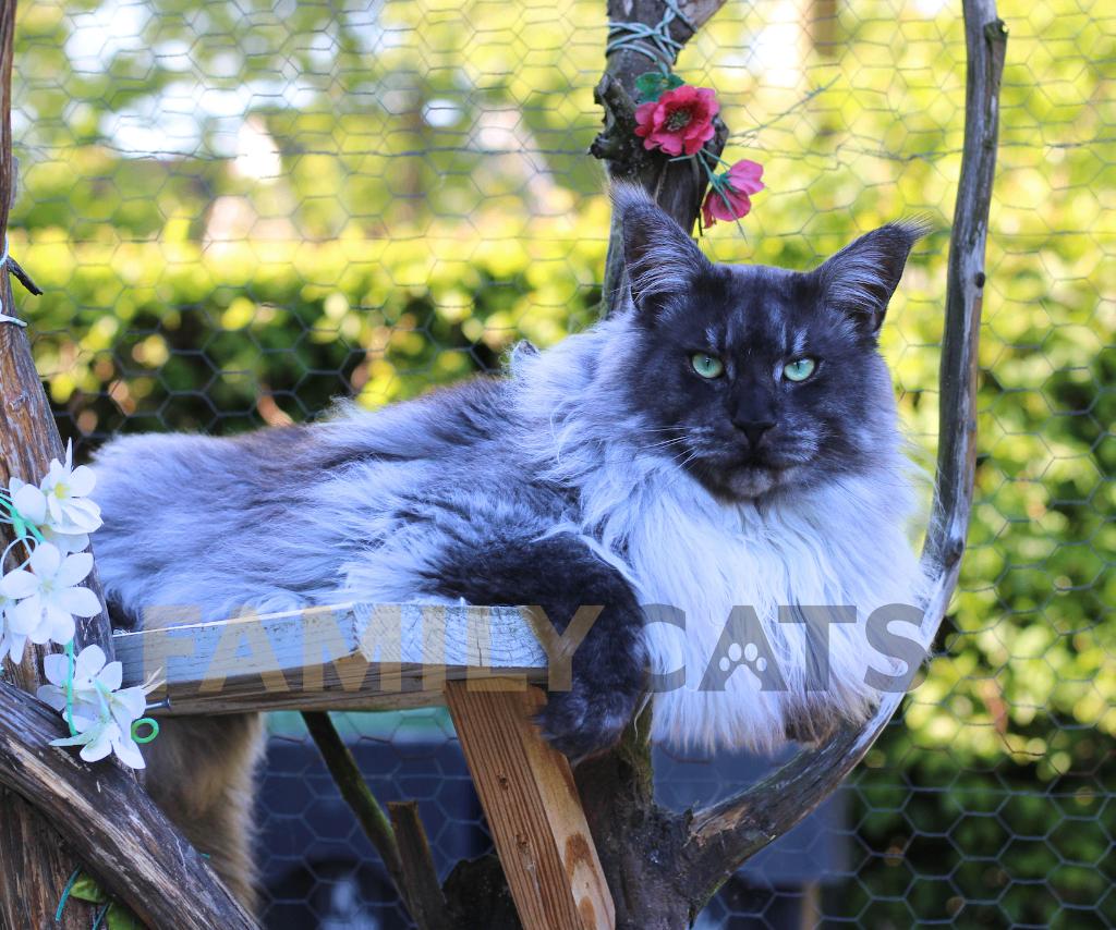 Maine Coon dekkater Black Smoke - geeft Shaded/Shell Smoke, 0 tot 2 jaar