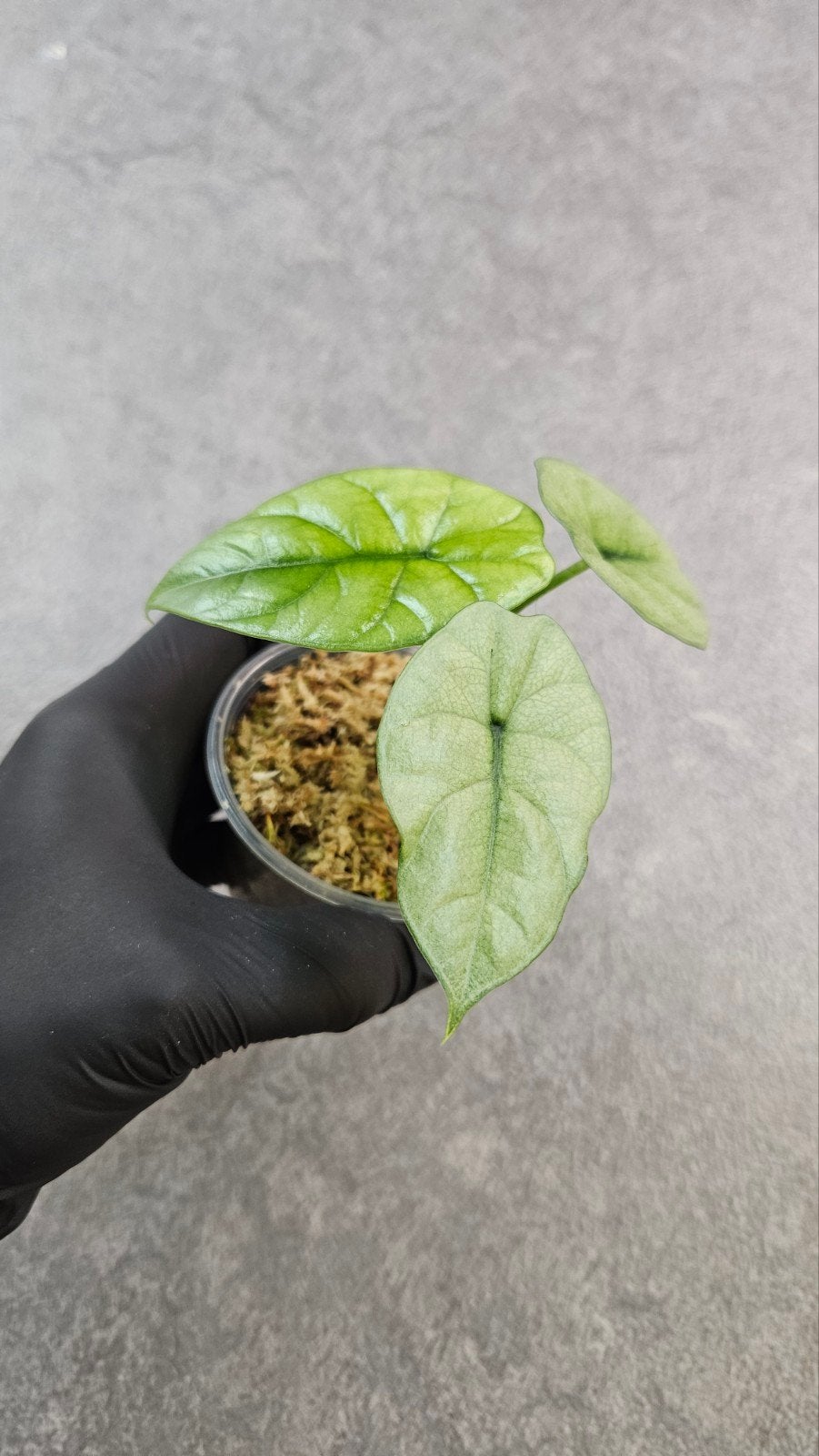 Alocasia Sinuata Mint/GoG Variegata, Ophalen of Verzenden, Halfschaduw, Minder dan 100 cm