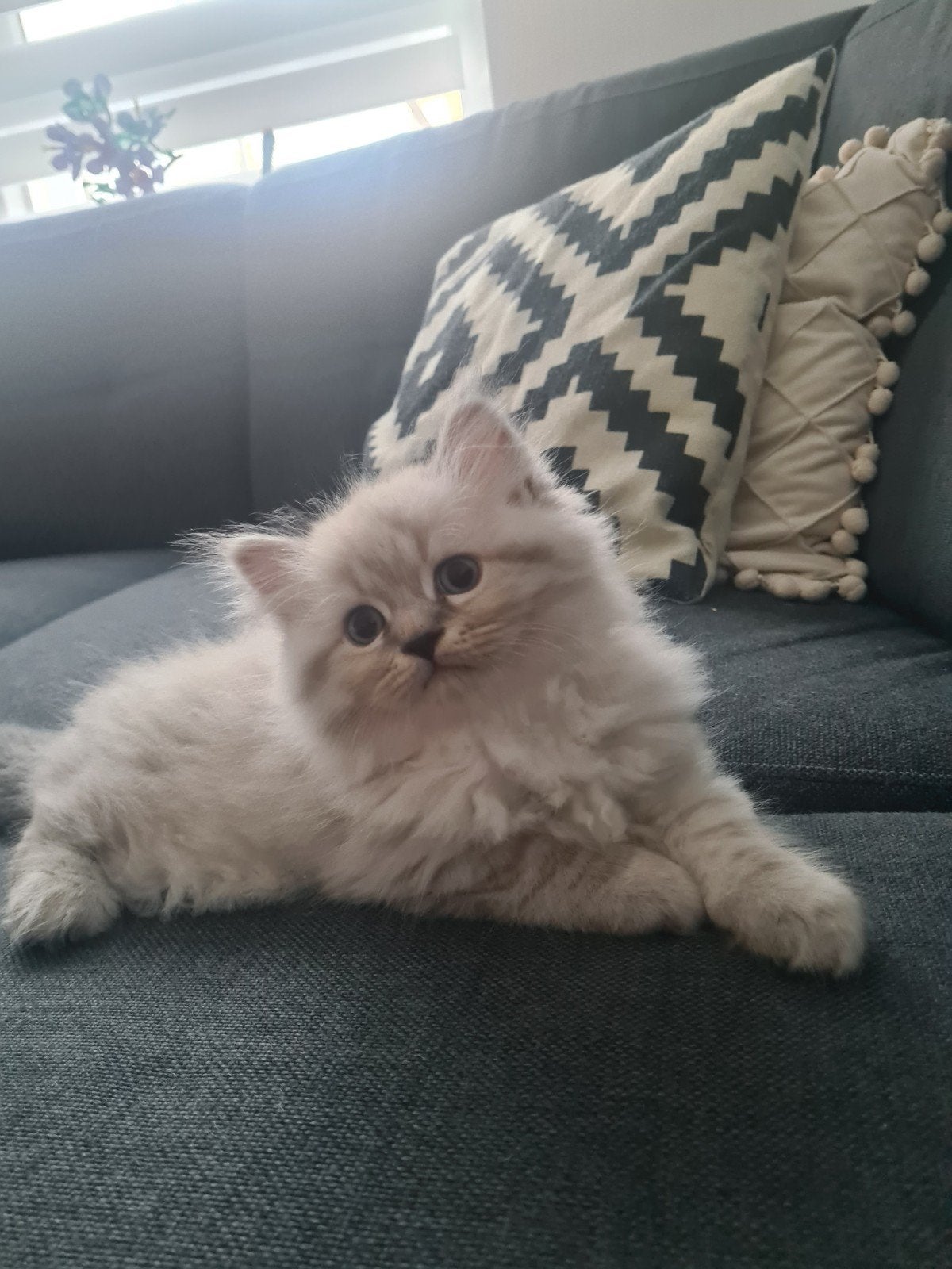 prachtige siberische/ragdoll kittens, Dieren en Toebehoren, Meerdere dieren, Ontwormd
