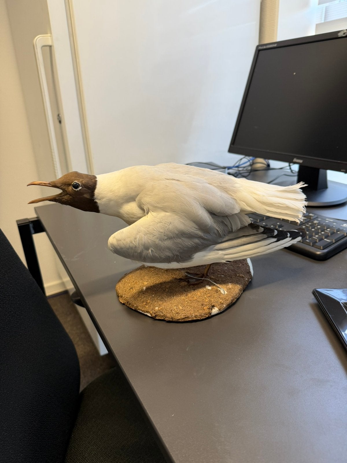 Mooie set van 5 opgezette dieren / preparaten, Verzamelen, Ophalen