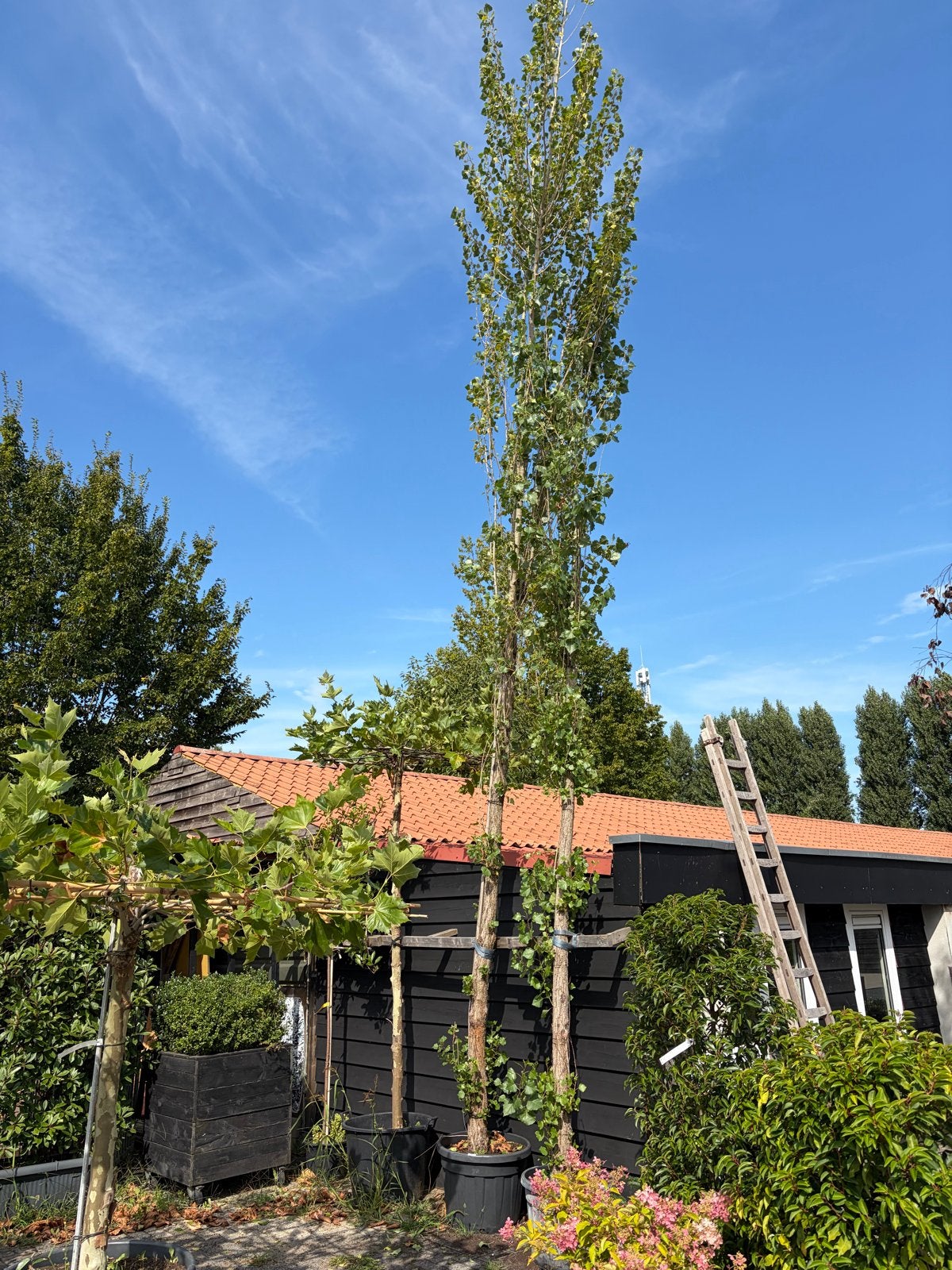 Sale 2 Italiaanse populieren 550/650 cm in boompotten, Bloeit niet, Ophalen of Verzenden, Zuilboom, 400 cm of meer