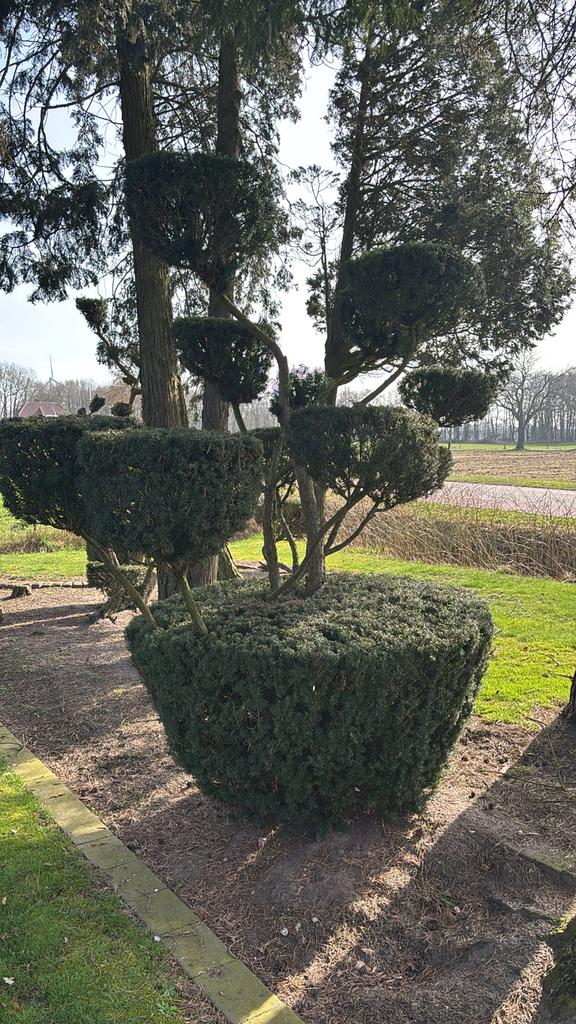 Exclusieve Taxus Vormsnoei - Blikvanger voor Tuin/Oprit, Vaste plant, Bloeit niet, Halfschaduw, Ophalen