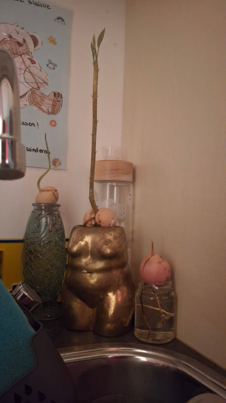 Avocado planten te koop, Ophalen, Volle zon, Minder dan 100 cm