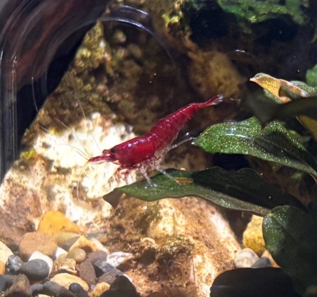 Red cherry shrimp in Utrecht, Dieren en Toebehoren, Vissen | Aquariumvissen, Kreeft, Krab of Garnaal, Zoetwatervis