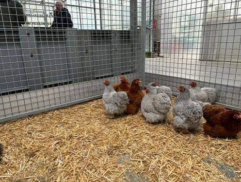 Cochin krielkippen, Dieren en Toebehoren, Pluimvee, Vrouwelijk, Kip