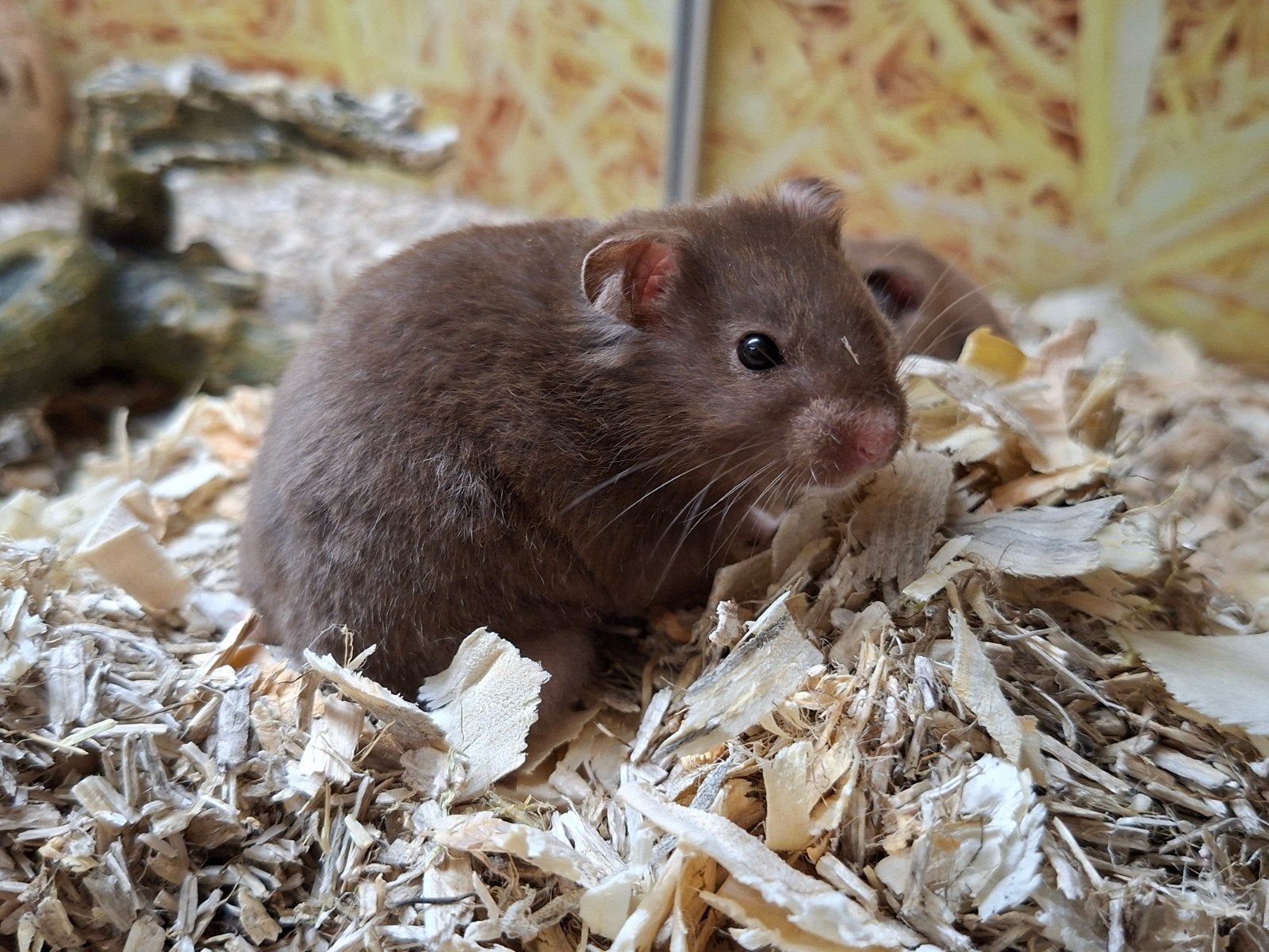 2 hele lieve Syrische hamster mannen, Dieren en Toebehoren, September, Mannelijk, Hamster