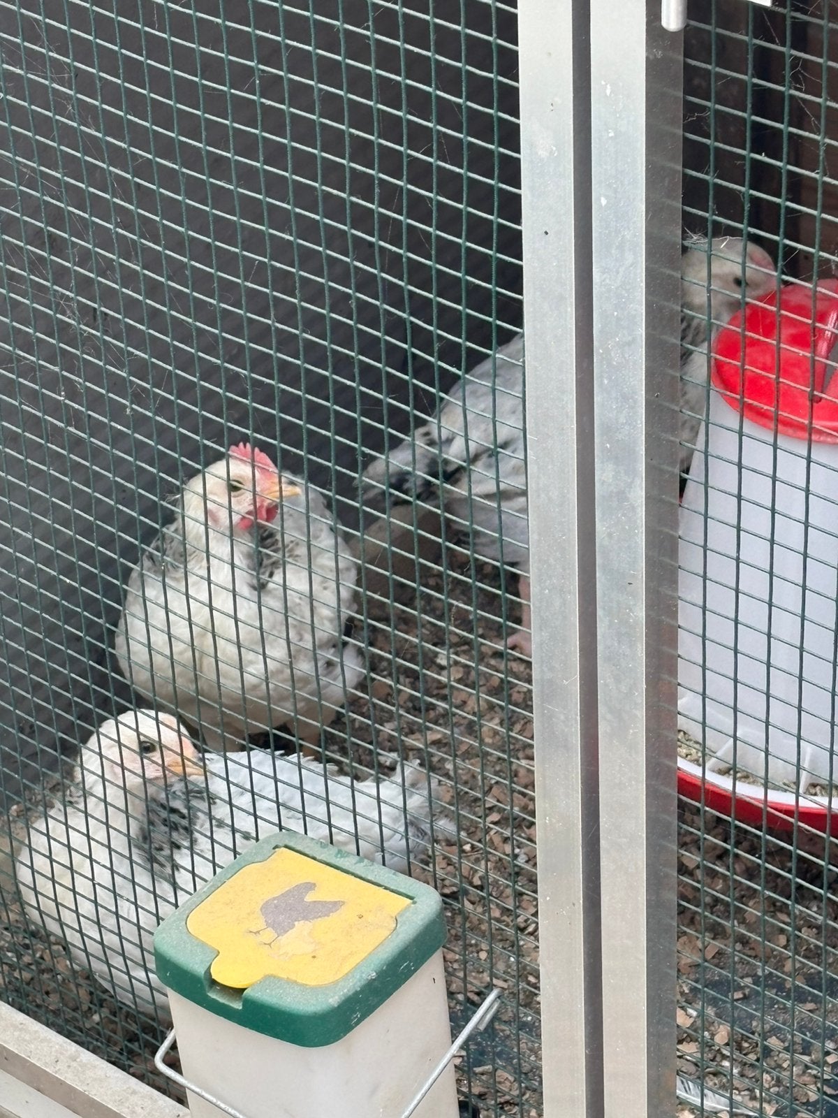 Sussex trio, Meerdere dieren
