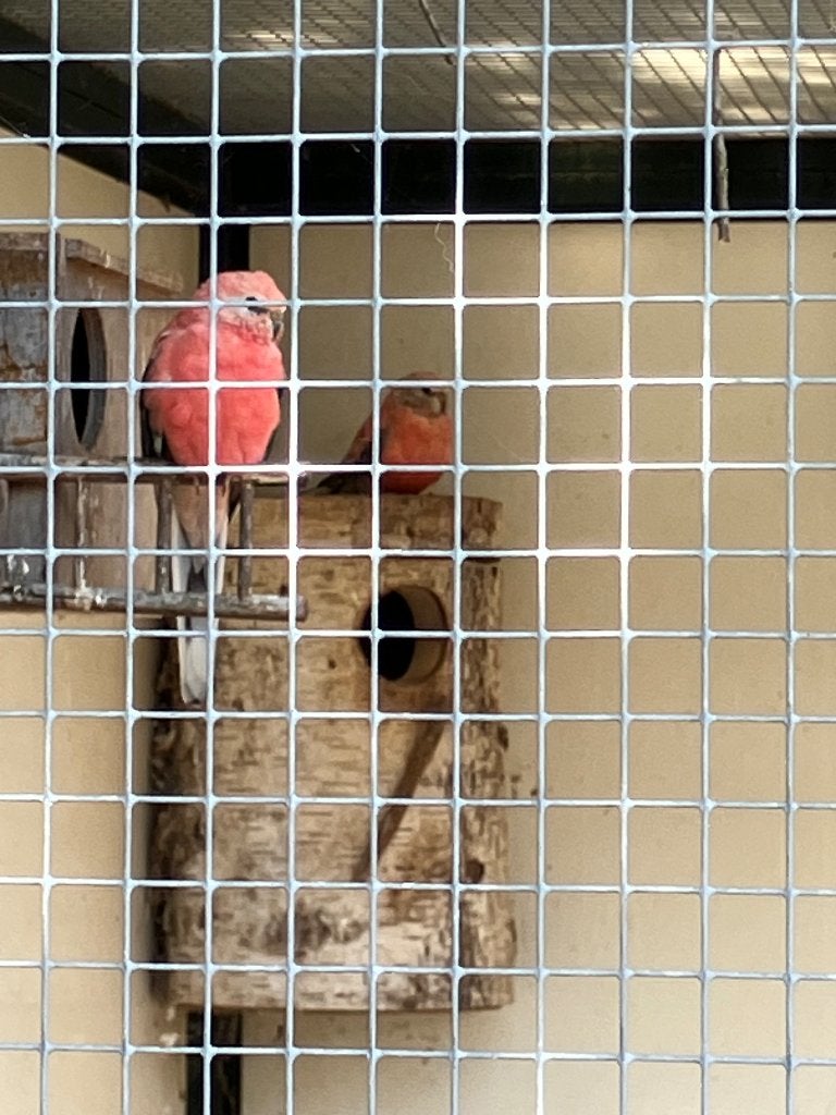 Parkieten en kanaries te koop, Meerdere dieren, Parkiet