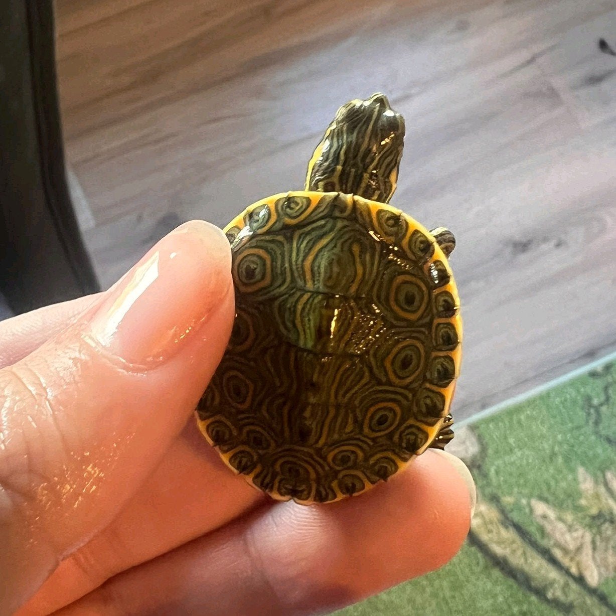 Trachemys venusta waterschildpad Turtle - unknown for sale from Simone