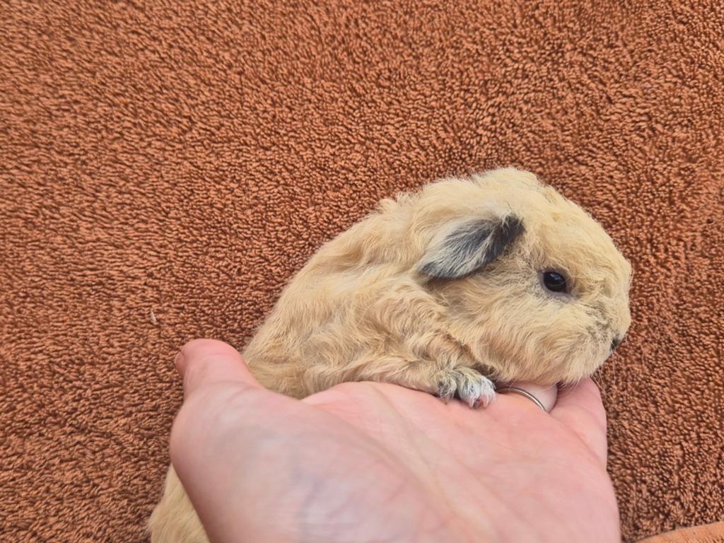 Tessel creme california zwart stamboom knuffel fok krullen, Dieren en Toebehoren, Cavia, April, Mannelijk, Tam