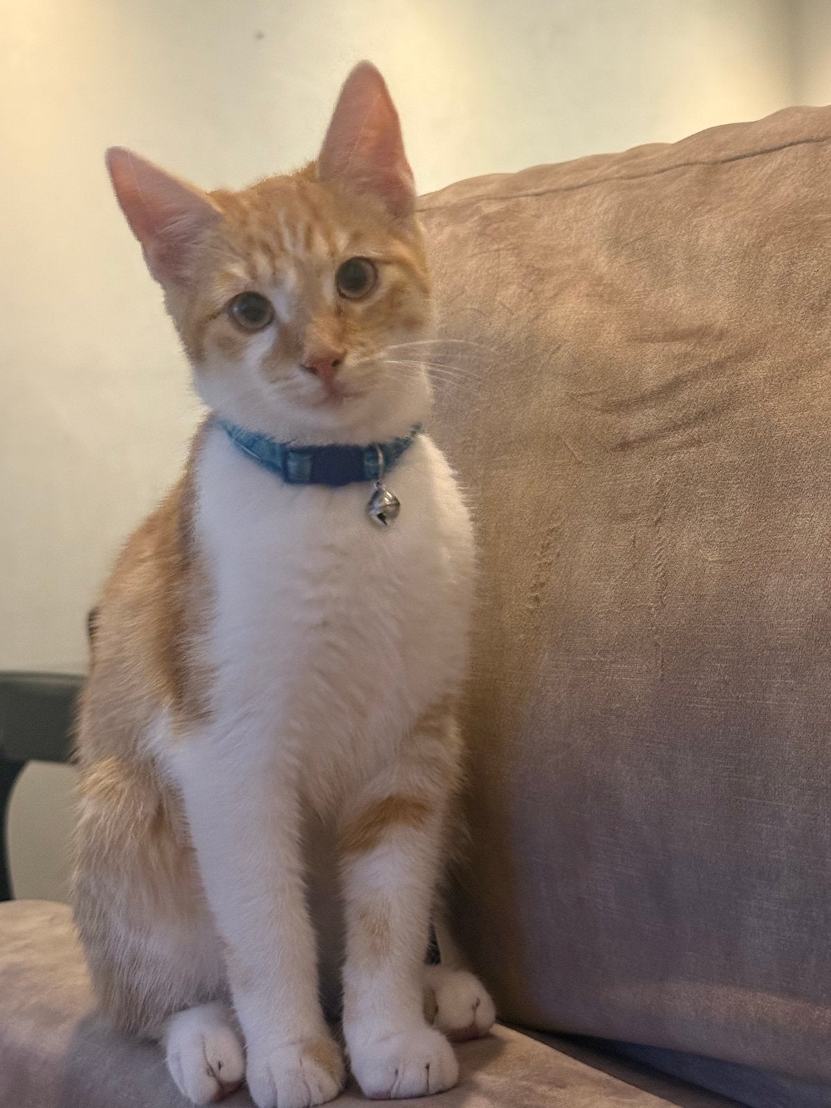 Herplaatsing voor deze schatjes, Kater, Kortharig, 0 tot 2 jaar