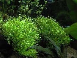 Riccia fluitans, leuke drijvende aquariumplant, Ophalen of Verzenden, Nieuw, Plant(en), Steen of Hout