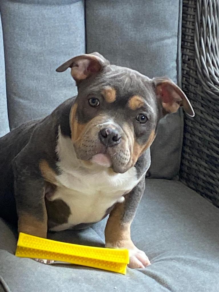 American bully pups, België, 15 weken tot 1 jaar, Overige rassen, Parvo