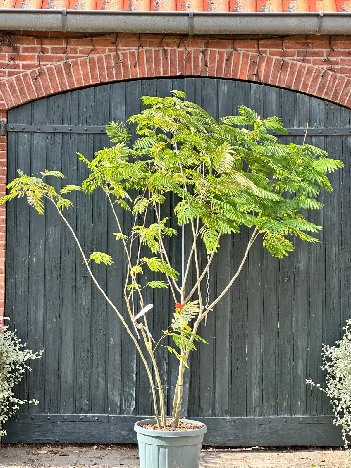 Meerstammige Albizia julibrissin (perzische slaapboom), Tuin en Terras, Ophalen