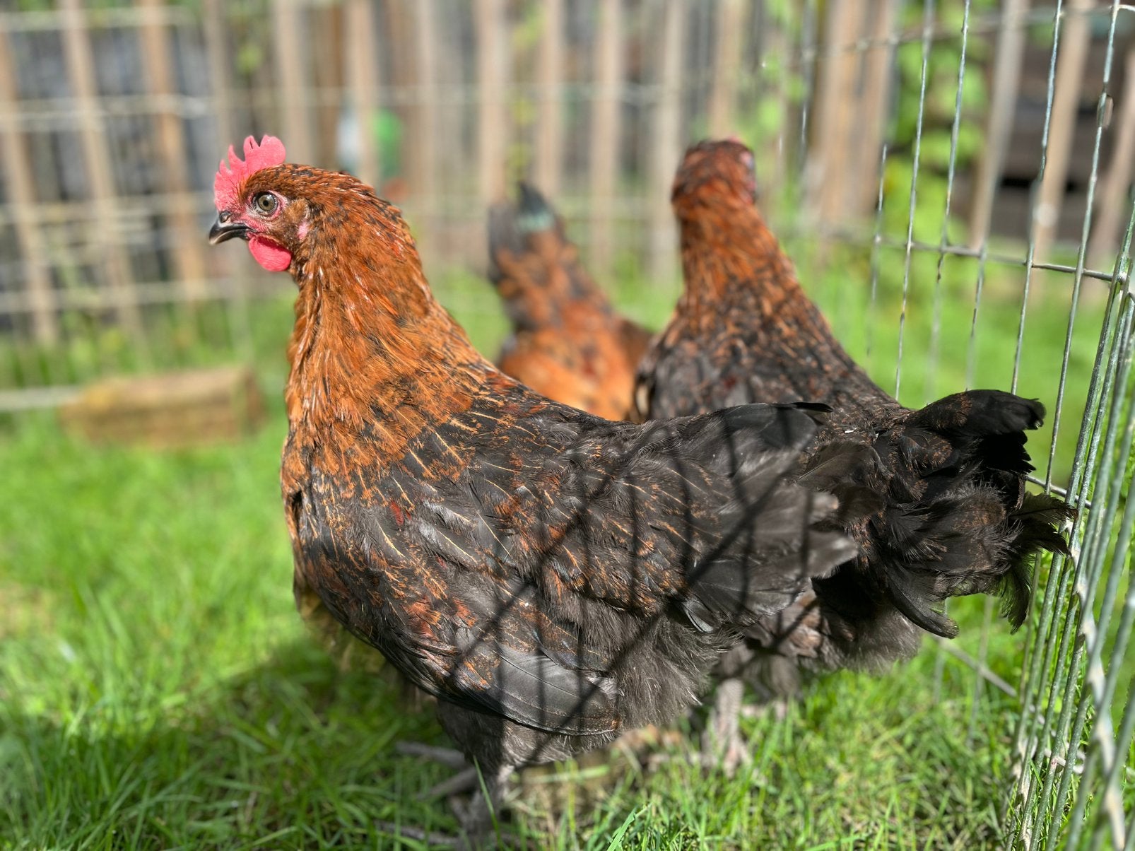 Marans / cream legbar haantjes, Dieren en Toebehoren, Pluimvee, Mannelijk, Kip