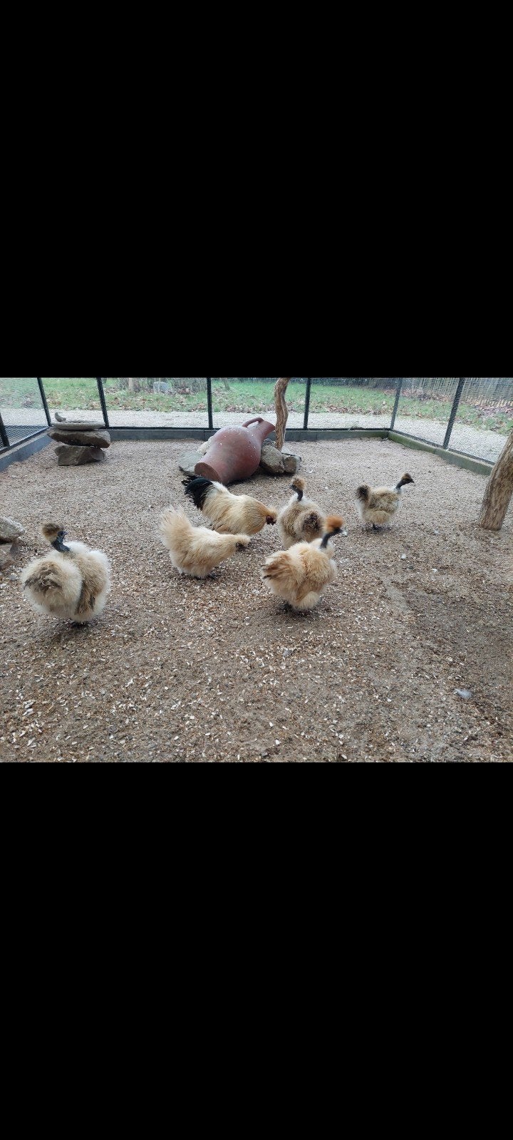 Broedeieren van de Zijdehoen, Dieren en Toebehoren, Geslacht onbekend, Kip