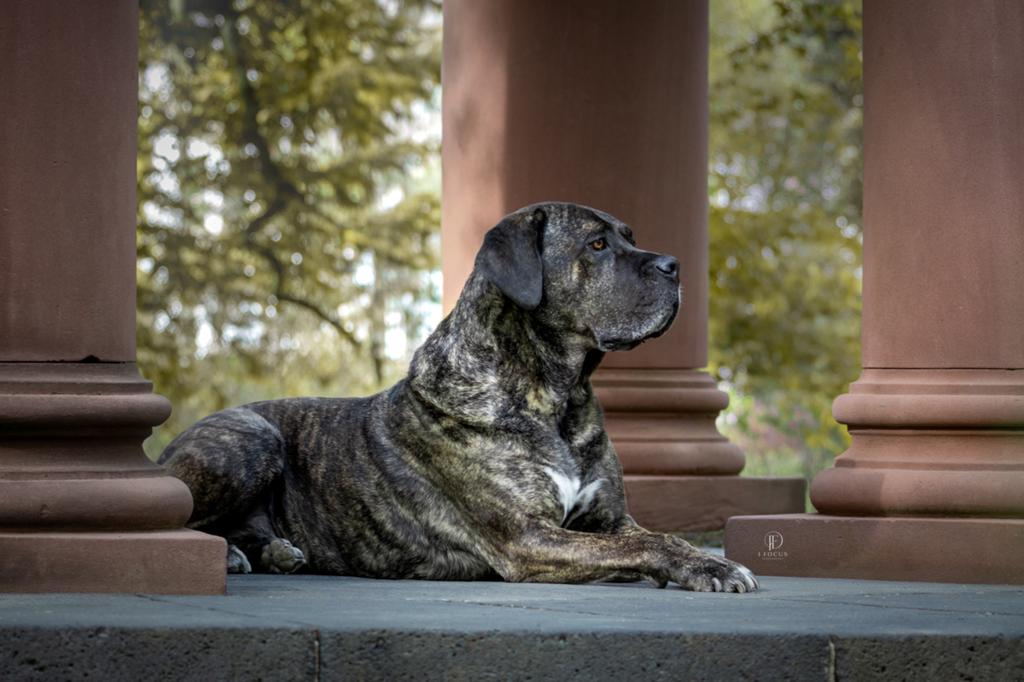Dierenfotografie Eindhoven, Dieren en Toebehoren, Ophalen of Verzenden, Nieuw