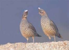 Kwartels : Blauwschubben kwartels ., Meerdere dieren, Geringd