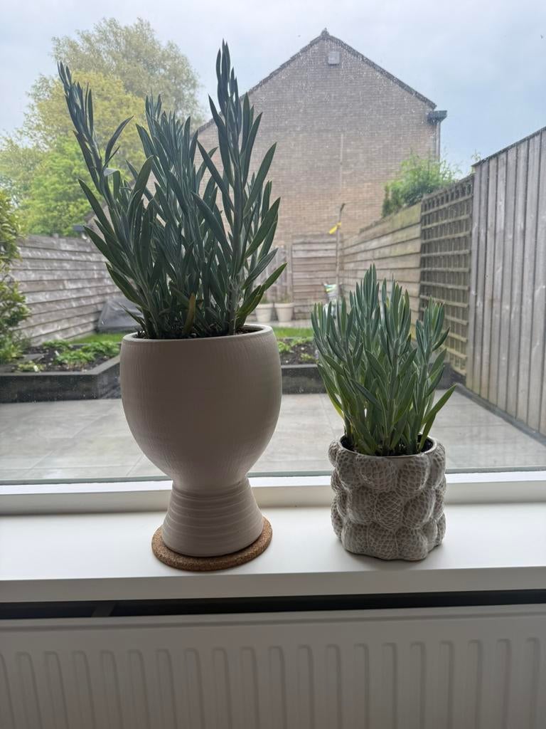 Planten inclusief pot, Tuin en Terras, Bloempotten, Ophalen, Rond, Zo goed als nieuw, Aardewerk