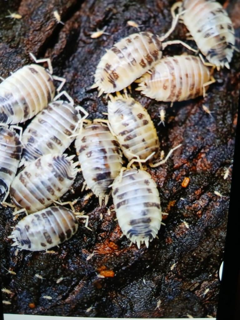 Porcellio dairy cow isopods, Dieren en Toebehoren, Insecten en Spinnen, Overige soorten