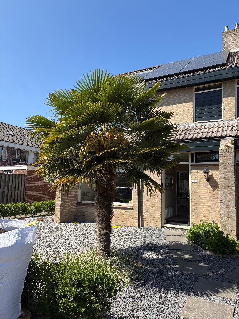 Palmboom 4 meter, Zomer, Palmboom, 400 cm of meer, Ophalen