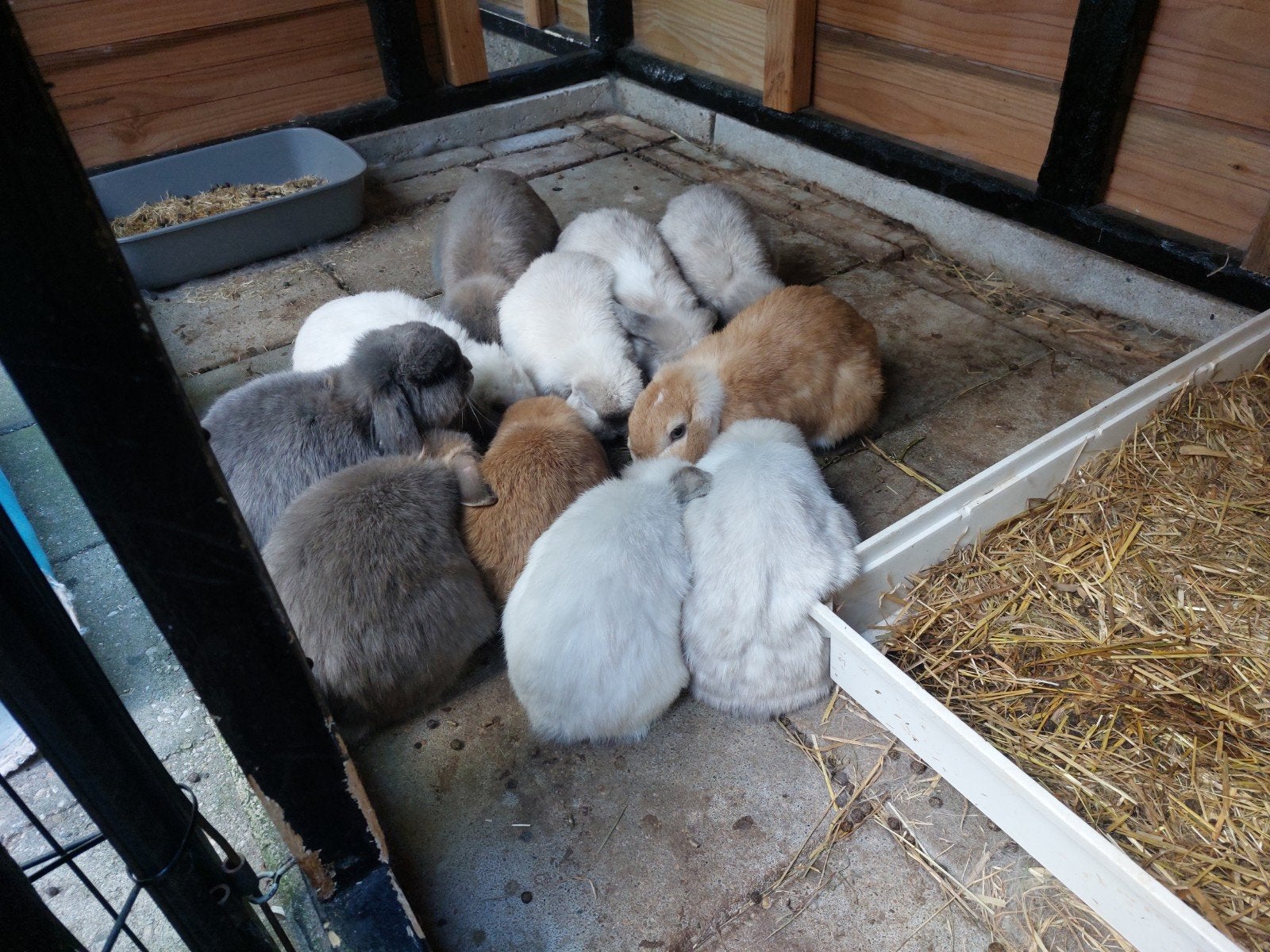 Minilop voedsters, Meerdere dieren, Klein, Hangoor, 3 tot 5 jaar