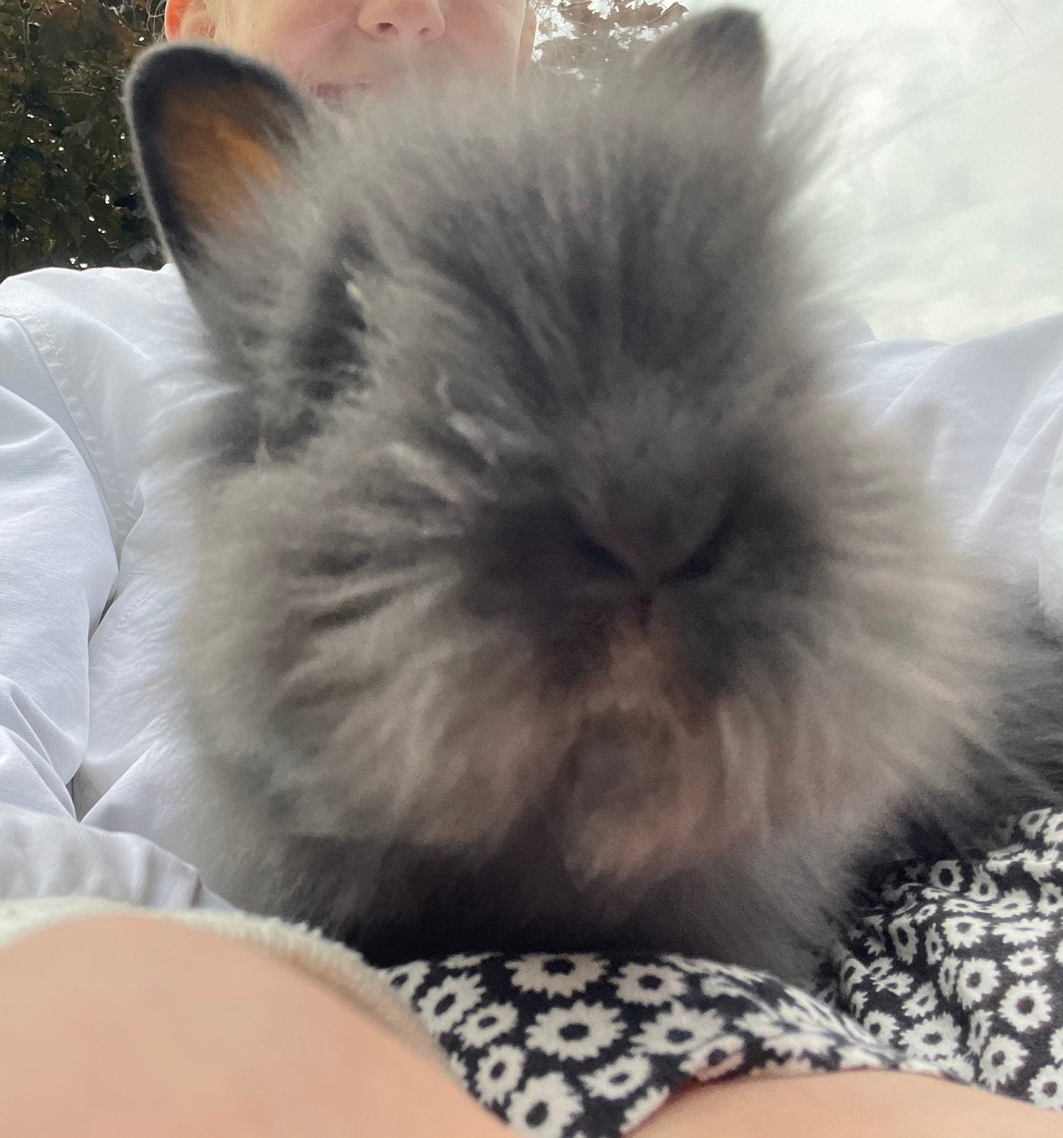 Nog twee jonge konijntjes te koop, Dieren en Toebehoren, Mannelijk, 0 tot 2 jaar