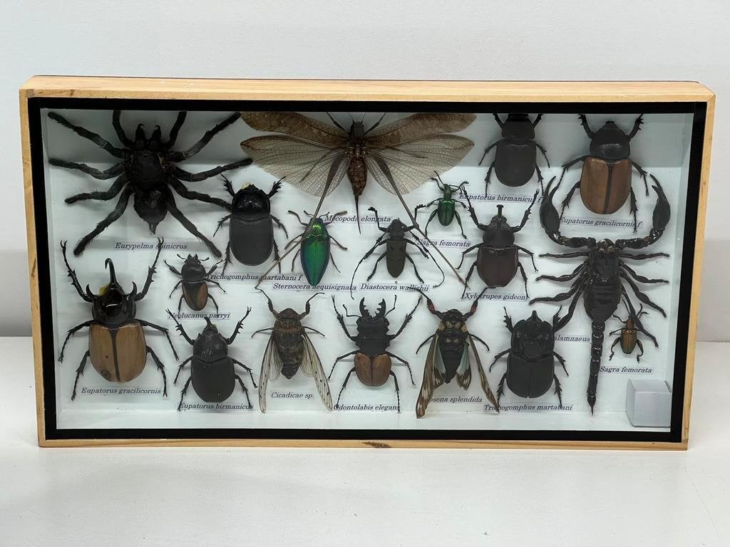 Echte opgezette insecten in lijst 36 x 20 x 3.5 cm, Verzamelen, Dierenverzamelingen, Ophalen of Verzenden, Insect, Opgezet dier