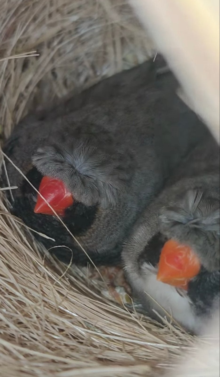 Gekuifde Charcoal Zebravinken, Meerdere dieren