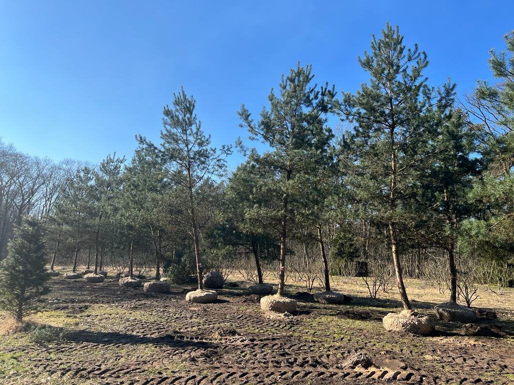 Pinus dennen Hoogstam , meerstammig , geveerd |Groenblijvend, Ophalen of Verzenden, Volle zon, Overige soorten