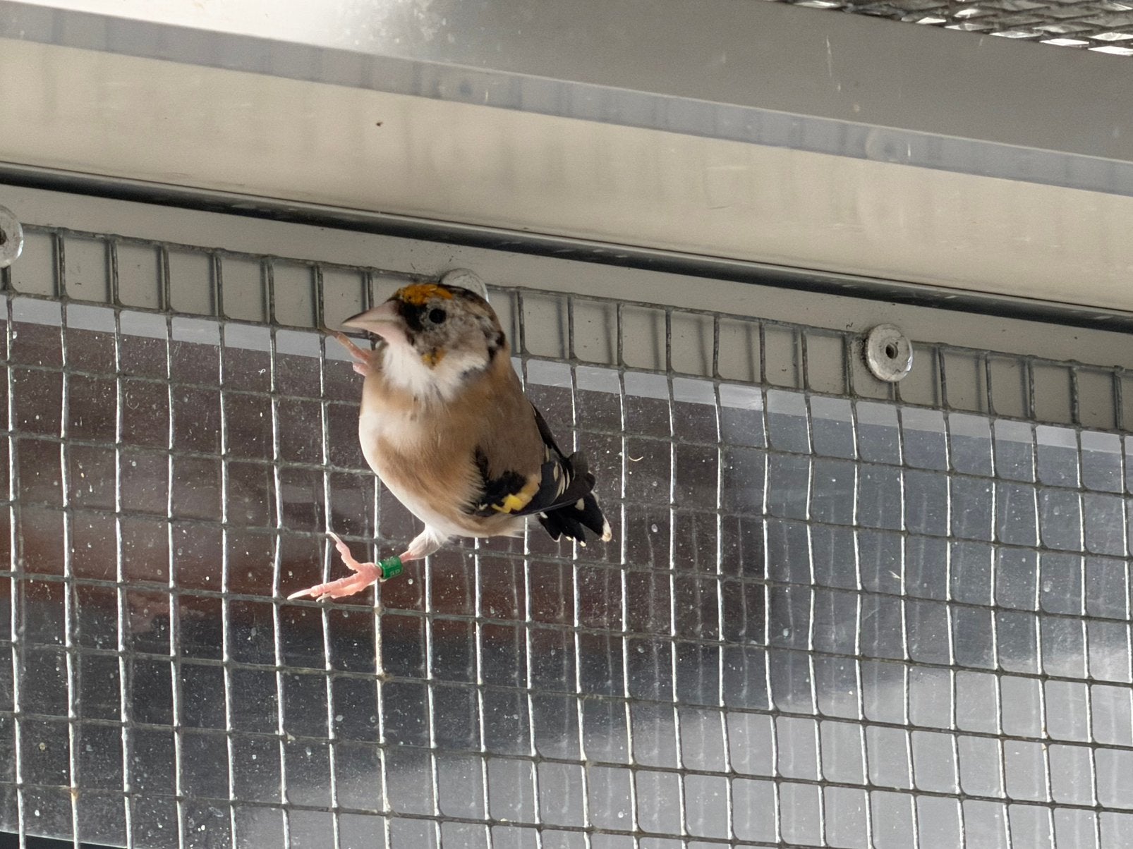 Kleine putter black en split 2026 geringd, Dieren en Toebehoren, Meerdere dieren, Wildzangvogel, Geringd