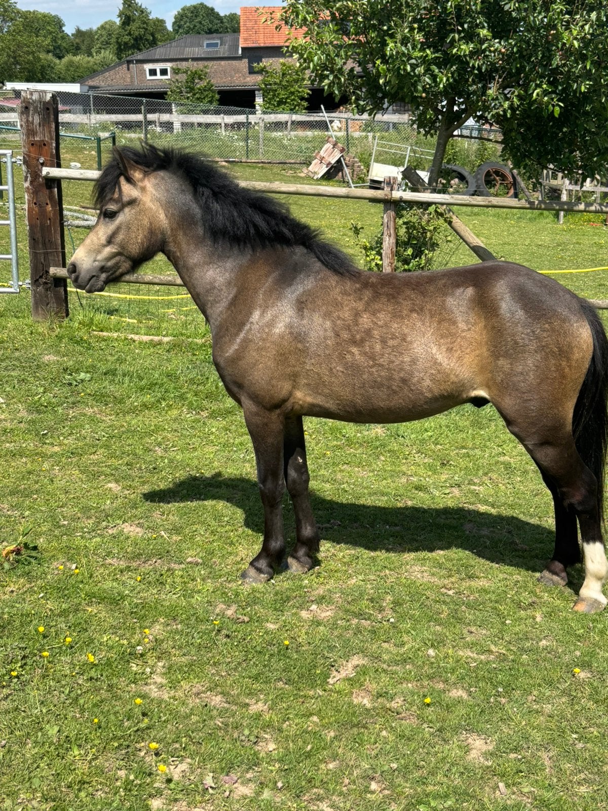 Welsh pony ruin valk kleur, Met stamboom, Ruin, Zadelmak, 3 tot 6 jaar